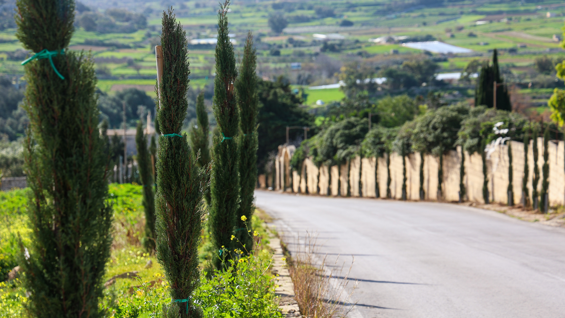 Infrastructure Malta plants 22162 trees in 2021 Infastructure Malta